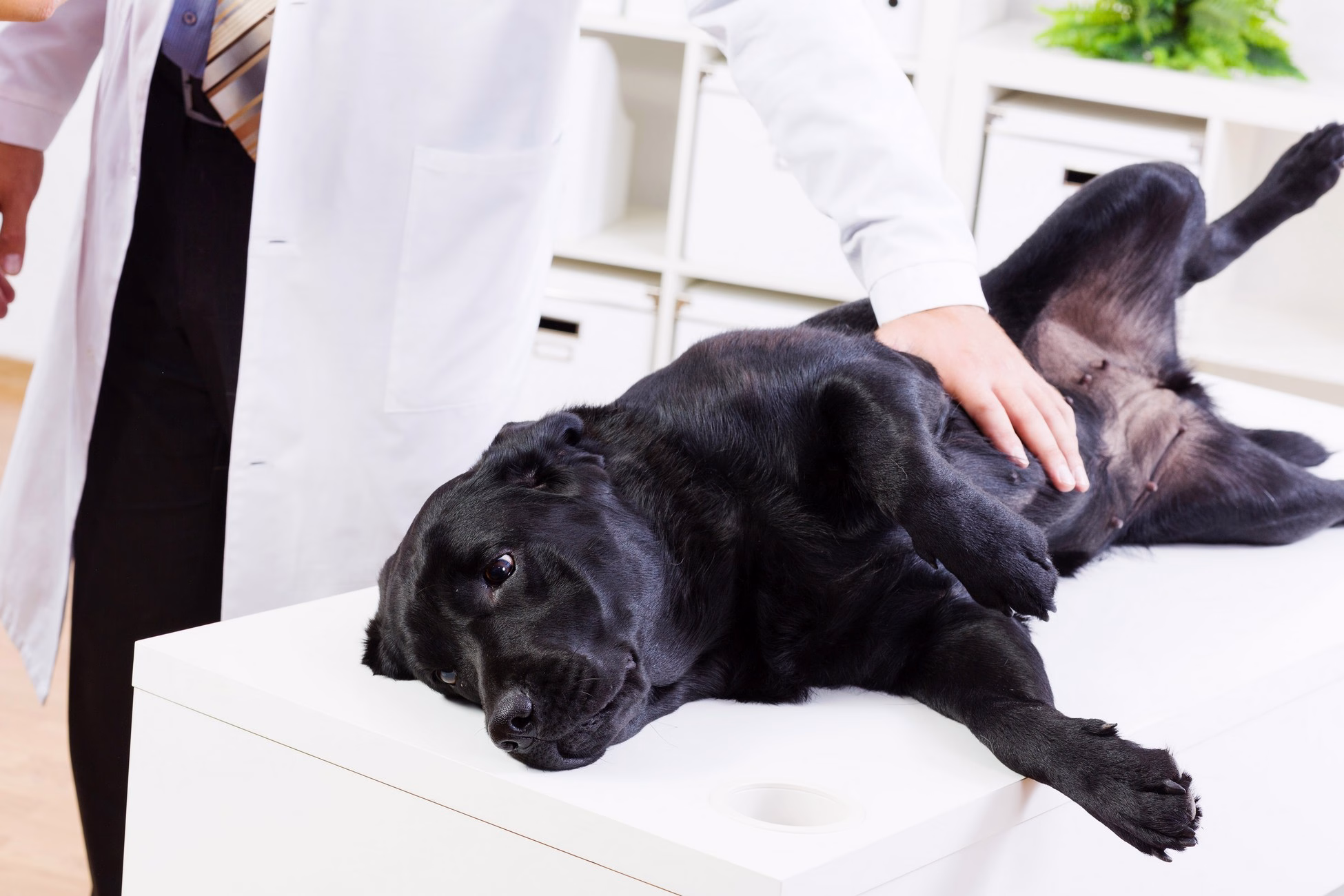 veterinary homeopathy in  Bellevue, WA 