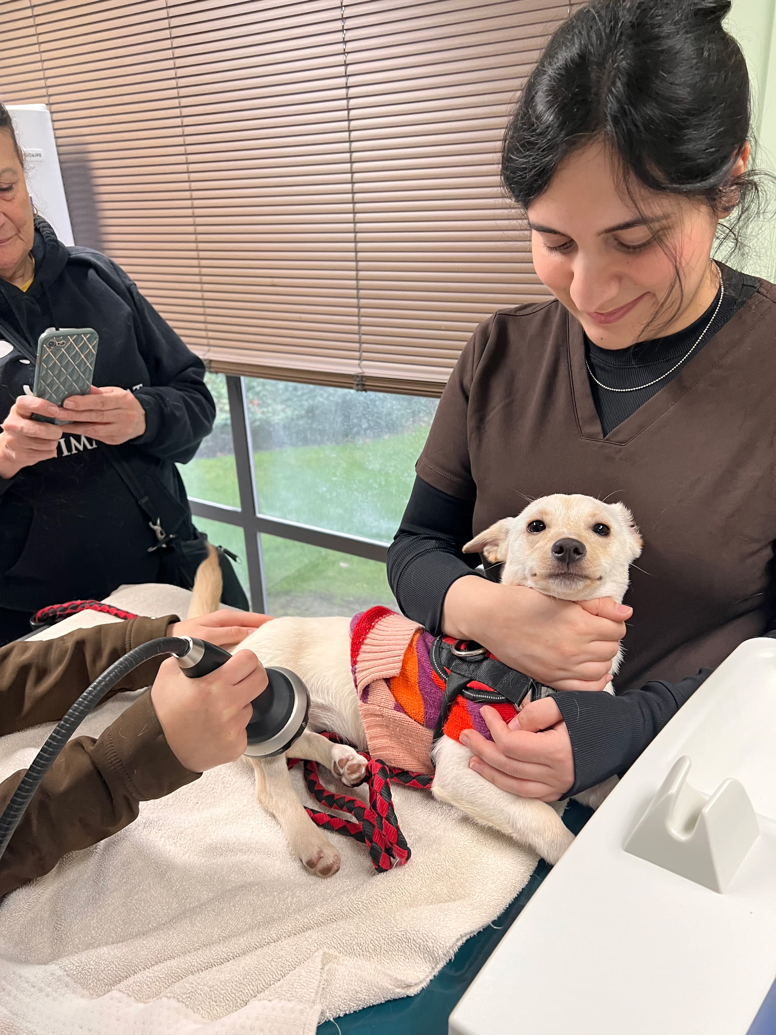 Shockwave Therapy Bellevue, WA