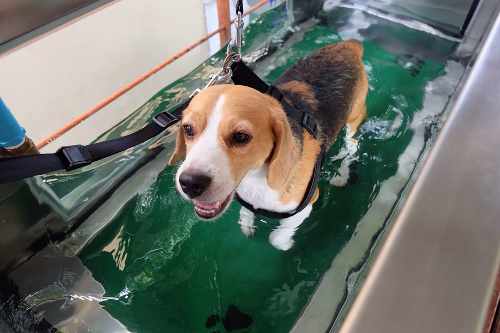 dog on underwater treadmill hydrotherapy in Bellevue, WA
